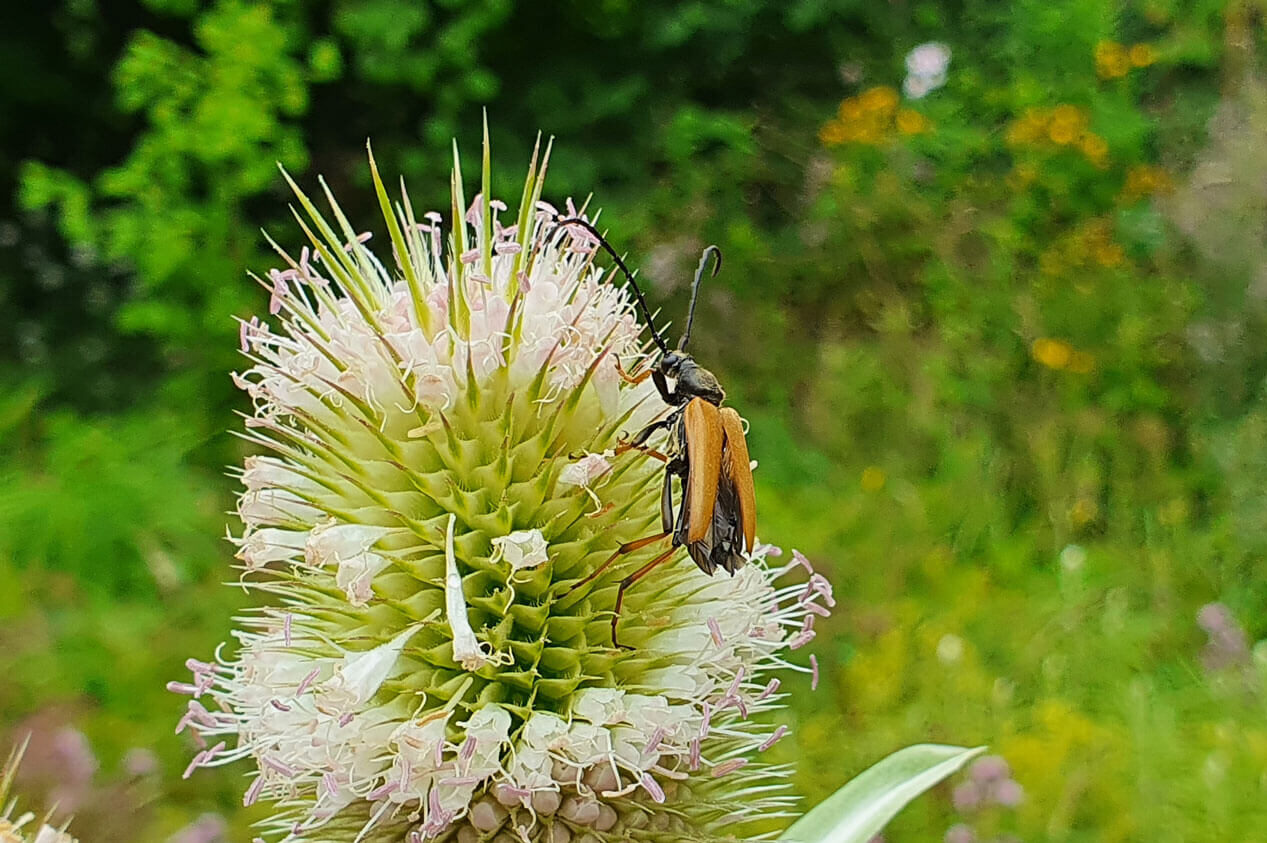 Käfer an Blüte